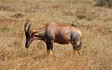 TANZANIA - Serengeti National Park - Antilope Topi - 1